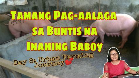 pwede bang purgahin ang buntis na baboy|20 Tips na Dapat Mong Malaman Bago Magbakuna .
